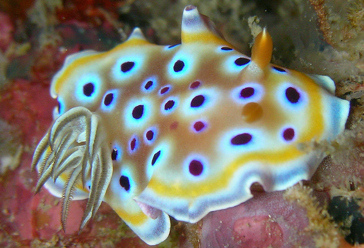 Chromodoris geminus